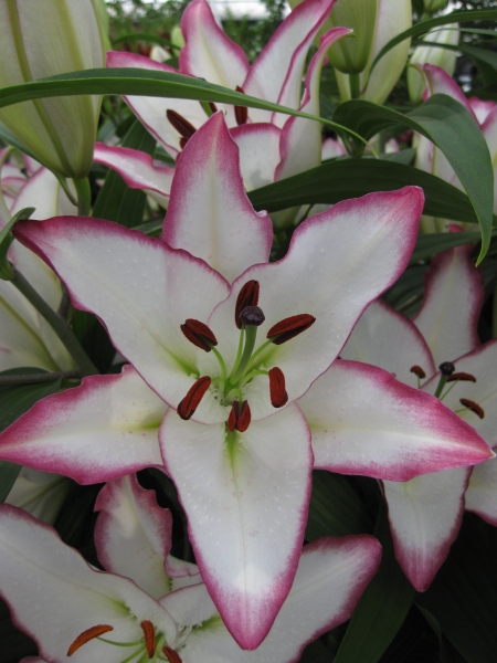 Lily 'The Edge'