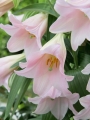 Magnifique Lily