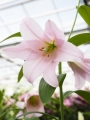 Lily 'Magnifique'