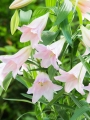 Trumpet Shaped Magnifique Lily