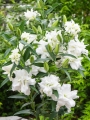Lilium Fondu