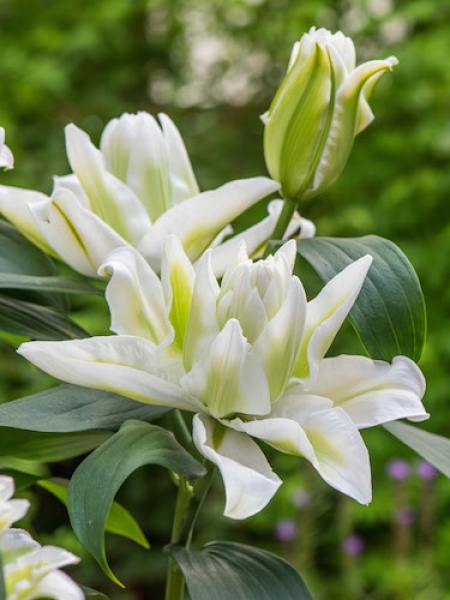 Lily 'Humber'