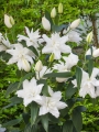 Group of Double Oriental White Tornado
