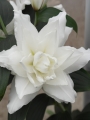 Double Oriental White Tornado