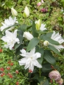 White Tornado Lily