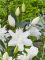 Lily 'White Tornado'