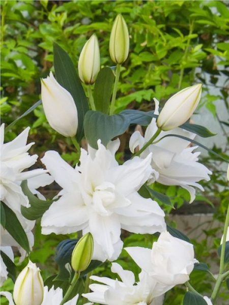 Lily 'White Tornado'