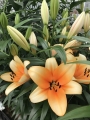 Lily 'Orange Emperor' 