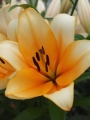 Orange Emperor OTA Lily