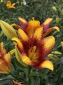 Sweet Valley Longiflorum Asiatic Lily