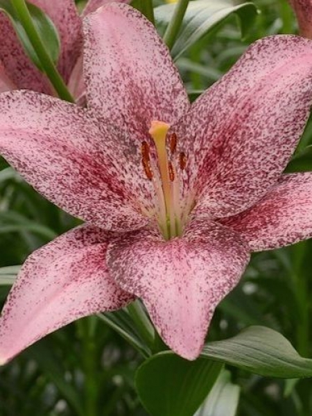 Lily 'Sweet Sugar'