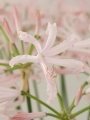 Nerine Albivetta