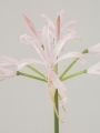 Nerine Albivetta