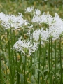 Nerine Like A Virgin
