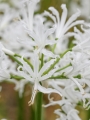 Like a virgin nerine