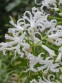 Nerine Like A Virgin