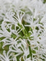 Nerine White