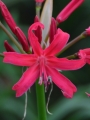 Nerine Pearls of Cherry