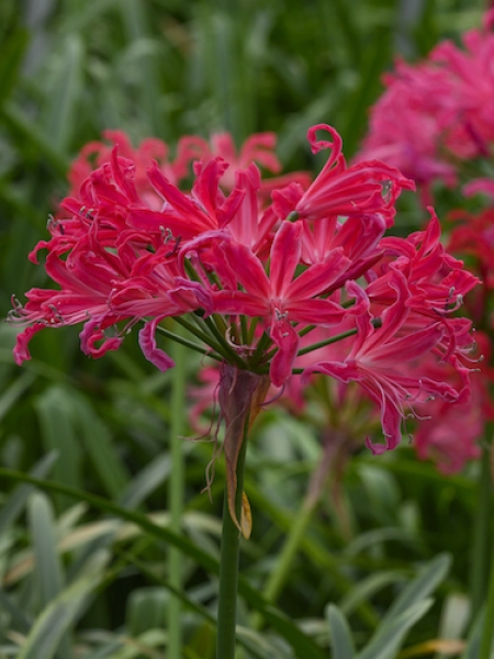 Nerine Pearls Of Cherry