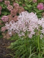 Nerine Bowdenii Vesta group