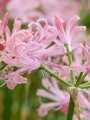 Nerine Bowdenii Vesta