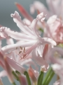 Nerine Bowdenii Vesta