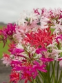 Breeder's Blend of Nerines