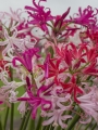 Mixed Nerines
