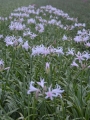 Amarine Belladiva Emanuelle 
