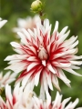 Dahlia 'Catching Fire'