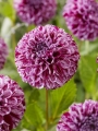 Dahlia 'Marble Ball' 