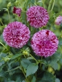 Marble Ball Dahlia