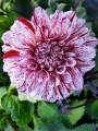 Marble Ball Dahlia