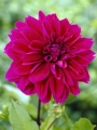 Dahlia Thomas A. Edison