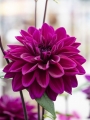 Dahlia 'Thomas A. Edison'