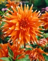 Dahlia Color Spectacle