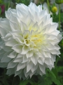 Dahlia Fleurel