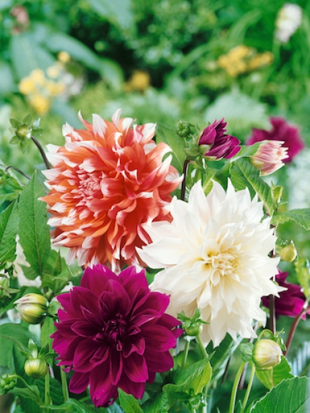Bahama Sunset Dahlia Collection (Pack of 9 )