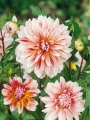 Caribbean Fantasy Dahlia