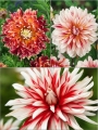 Caribbean Mixed Dahlias (Pack of 9) 