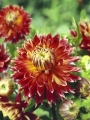 Akita Dahlia
