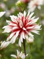 Catching Fire Dahlia