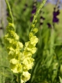 Gladioli Green Star