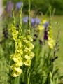 Gladiolus 'Green Star' (Pack of 15)