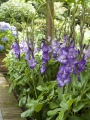 Gladioli Blue Isle