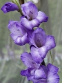 Blue Isle Gladioli