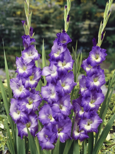 5x glaïeuls "Blue Isle" Violet Gladiolus prêt-à-Plante cormus GRATUIT UK livraison 