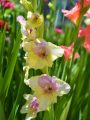 Mon Amour Gladioli