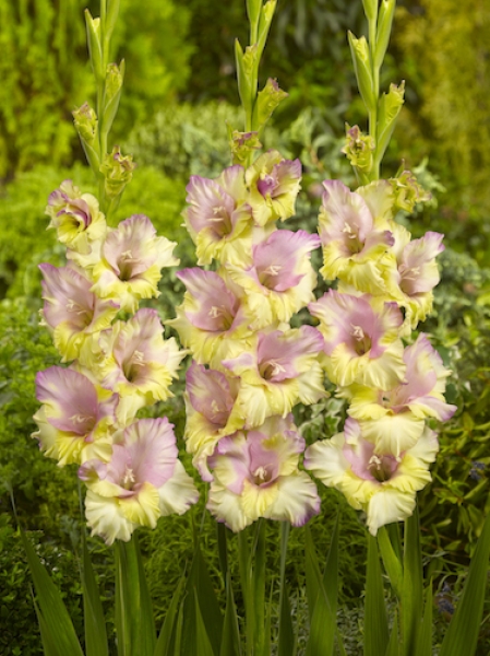 Gladiolus 'Mon Amour' (Pack of 15) 