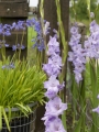 Gladioli Sweet Blue